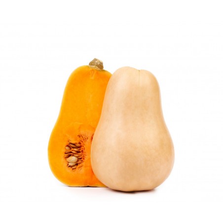 Courge butternut Local