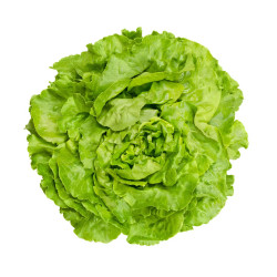 -Salade laitue