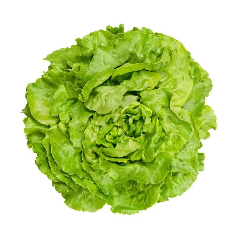 -Salade laitue