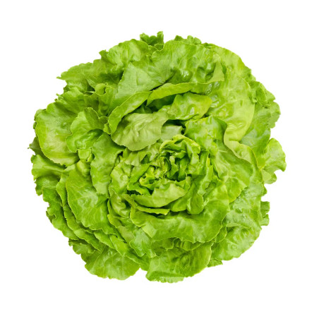 -Salade laitue