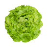 -Salade laitue