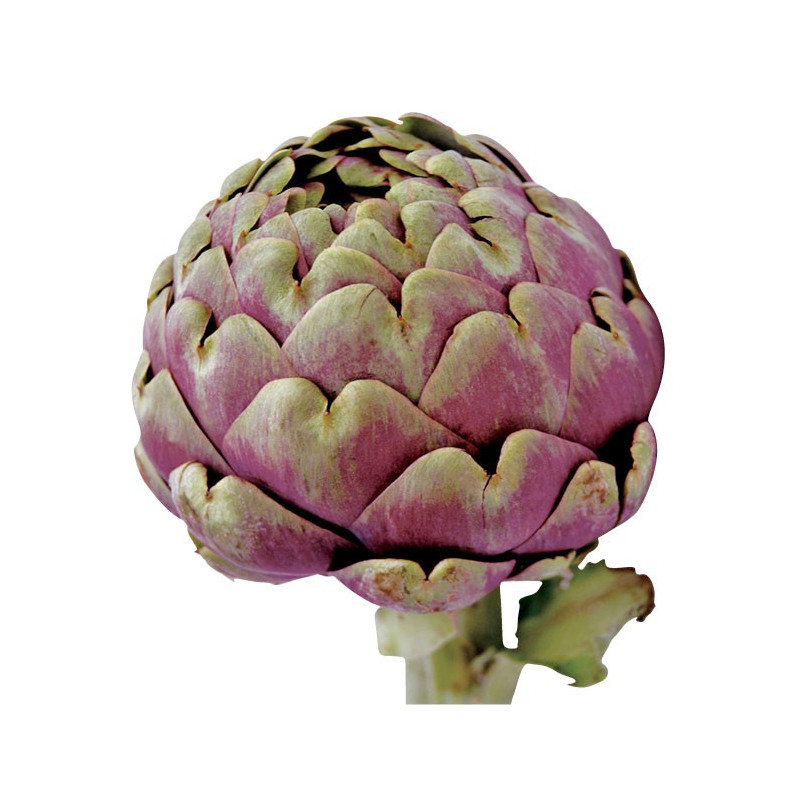 Artichaut violet gros