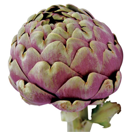 Artichaut violet gros