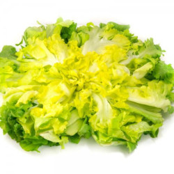 -Salade scarole Local