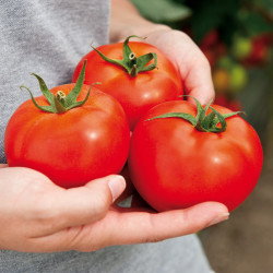 Tomate pour tout faire