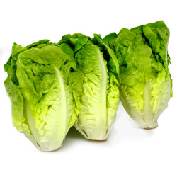 -Salade bébé Sucrine x 2