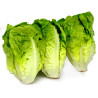 -Salade bébé Sucrine x 2