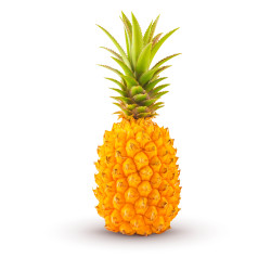 Ananas victoria